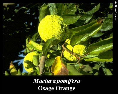 Image of Osage Orange Fruit
