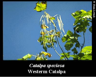 Image of Western Catalpa Leaf